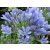 Szerelemvirág kék Agapanthus 'Blue'
