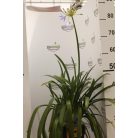 Szerelemvirág kék Agapanthus 'Blue'