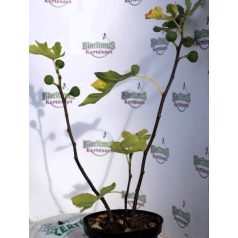 Füge Ficus carica K2