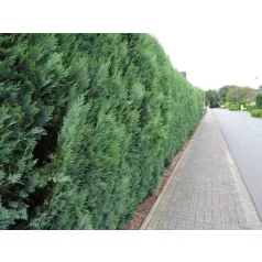   Oszlopos, kék oregoni hamisciprus Chamaecyparis lawsoniana 'Columnaris' FL 60-80 cm
