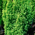 Arany oregoni hamisciprus Chamaecyparis lawsoniana 'Ellwood's Gold' FL 40-60