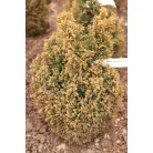 Arany oregoni hamisciprus Chamaecyparis lawsoniana 'Ellwood's Gold' FL 40-60