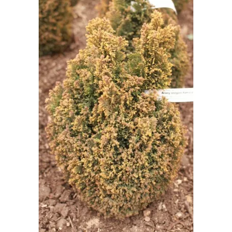 Arany oregoni hamisciprus Chamaecyparis lawsoniana 'Ellwood's Gold' FL 40-60