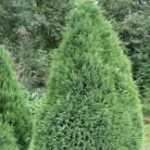 Kúpos oregoni hamisciprus Chamaecyparis lawsoniana 'Pottenii' FL 60-80