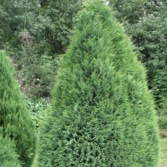   Kúpos oregoni hamisciprus Chamaecyparis lawsoniana 'Pottenii' FL 60-80