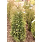 Kúpos oregoni hamisciprus Chamaecyparis lawsoniana 'Pottenii' FL 60-80