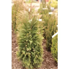   Kúpos oregoni hamisciprus Chamaecyparis lawsoniana 'Pottenii' FL 60-80