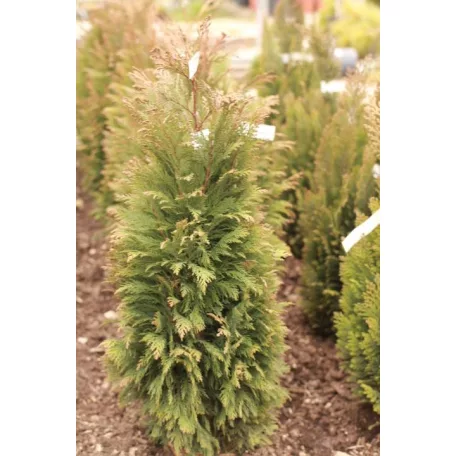 Kúpos oregoni hamisciprus Chamaecyparis lawsoniana 'Pottenii' FL 60-80