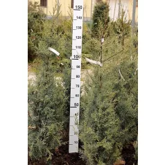 Arizoniai ciprus Cupressus arizonica FL 125-150