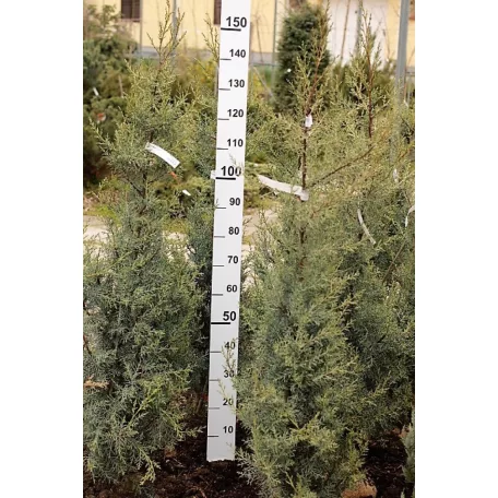 Arizoniai ciprus Cupressus arizonica FL 125-150