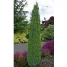 Ír oszlopos boróka Juniperus communis 'Hibernica' FL 80-100