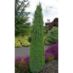   Ír oszlopos boróka Juniperus communis 'Hibernica' FL 80-100