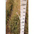 Ír oszlopos boróka Juniperus communis 'Hibernica' FL 80-100