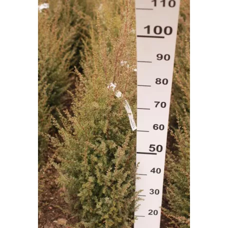 Ír oszlopos boróka Juniperus communis 'Hibernica' FL 80-100