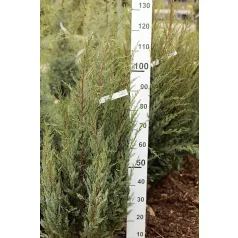   Oregoni ezüst boróka Juniperus scopulorum 'Moonlight' FL