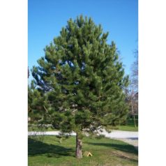   Feketefenyő Pinus nigra 'var. Austriaca' FL 80-100