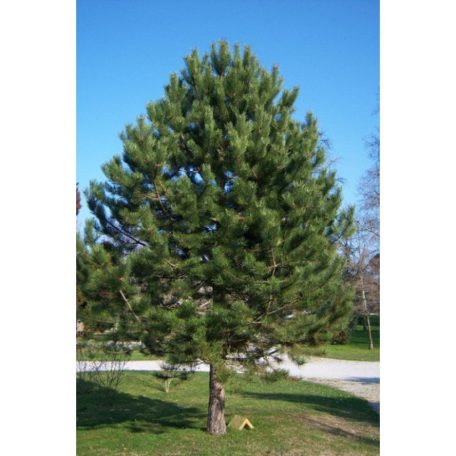 Feketefenyő Pinus nigra 'var. Austriaca' FL 80-100