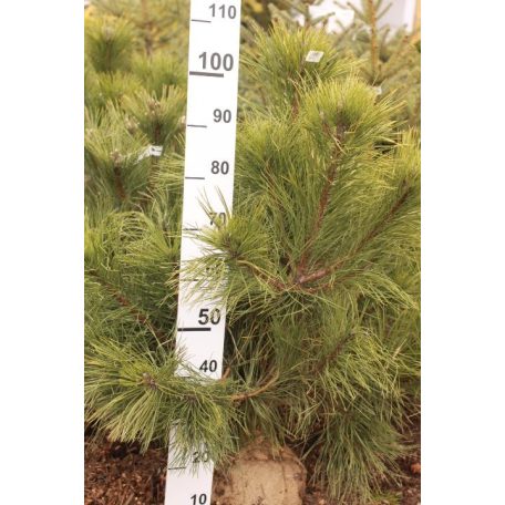 Feketefenyő Pinus nigra 'var. Austriaca' FL 80-100