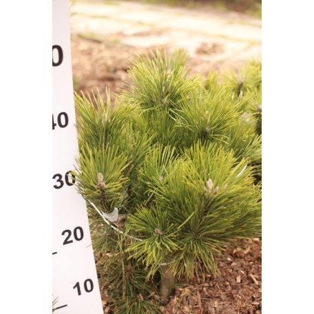 Kampósfenyő Pinus uncinata FL 40-60