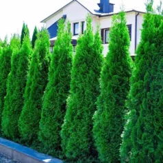   Smaragd tuja Thuja occidentalis 'Smaragd' FL 80-100 cm