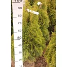 Smaragd tuja Thuja occidentalis 'Smaragd' FL 80-100 cm