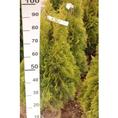   Smaragd tuja Thuja occidentalis 'Smaragd' FL 80-100 cm