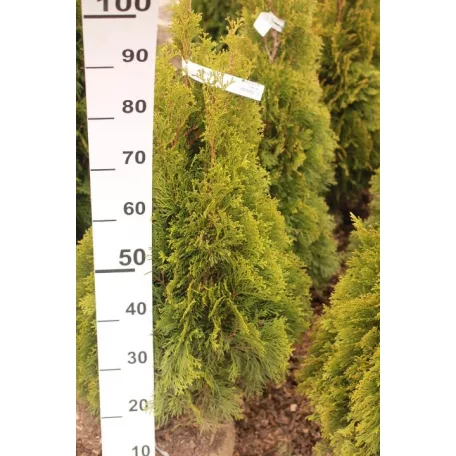 Smaragd tuja Thuja occidentalis 'Smaragd' FL 80-100 cm