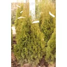 Smaragd tuja Thuja occidentalis 'Smaragd' FL 80-100 cm