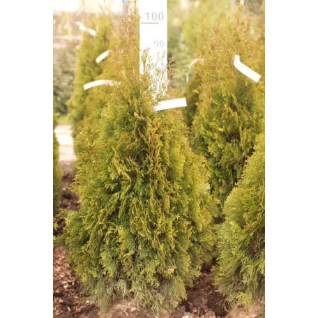 Smaragd tuja Thuja occidentalis 'Smaragd' FL 80-100 cm