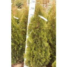   Smaragd tuja Thuja occidentalis 'Smaragd' FL 100-125cm