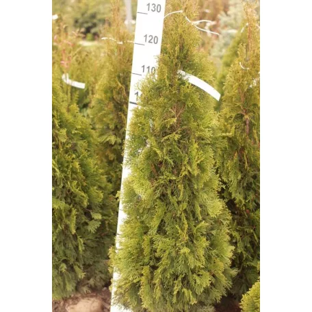 Smaragd tuja Thuja occidentalis 'Smaragd' FL 100-125cm