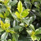 Babérmeggy Baumgartner Prunus laurocerasus ’Baumgartner’