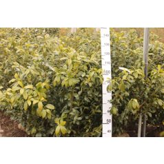   Babérmeggy Baumgartner Prunus laurocerasus ’Baumgartner’