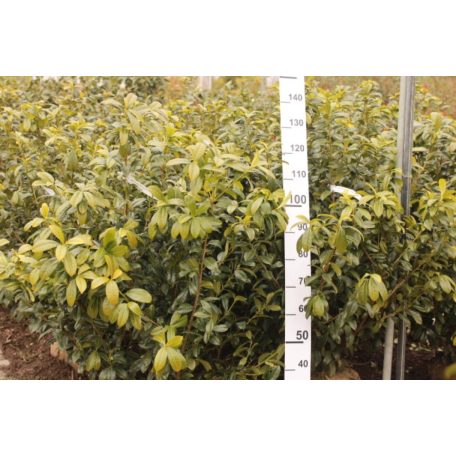 Babérmeggy Baumgartner Prunus laurocerasus ’Baumgartner’