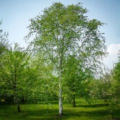 Nyírfa Betula pendula K2 100-125cm