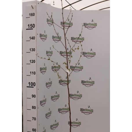 Nyírfa Betula pendula K2 100-125cm