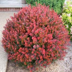   Törpe japán borbolya Berberis thunbergii 'Atropurpurea Nana' - K2 20/30