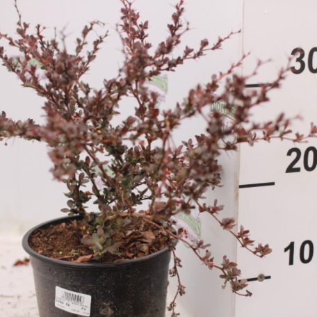 Törpe japán borbolya Berberis thunbergii 'Atropurpurea Nana' - K2 20/30