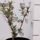 Sötétlila nyári orgona Buddleia davidii 'Black Knight K3 lit.