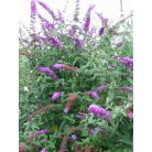 Nyáriorgona bíborlila Buddleia davidii Border Beauty K3