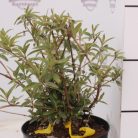 Nyáriorgona bíborlila Buddleia davidii Border Beauty K3