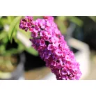 Nyáriorgona bíborlila Buddleia davidii Border Beauty K3