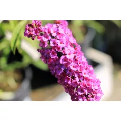 Nyáriorgona bíborlila Buddleia davidii Border Beauty K3