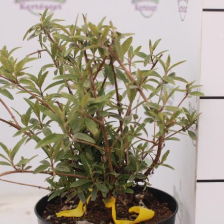 Nyáriorgona bíborlila Buddleia davidii Border Beauty K3