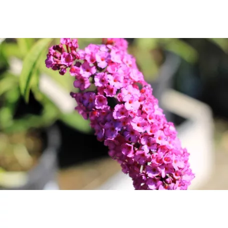 Nyáriorgona bíborlila Buddleia davidii Border Beauty K3