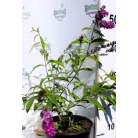 Nyáriorgona bíborlila Buddleia davidii Border Beauty K3