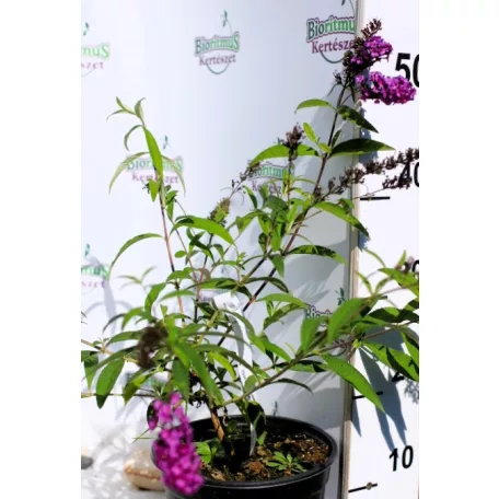 Nyáriorgona bíborlila Buddleia davidii Border Beauty K3