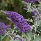 Sötétlila virágú illatos nyáriorgona Buddleia davidii 'Lochinch' K 2 lit