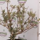 Sötétlila virágú illatos nyáriorgona Buddleia davidii 'Lochinch' K 2 lit