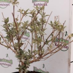   Sötétlila virágú illatos nyáriorgona Buddleia davidii 'Lochinch' K 2 lit